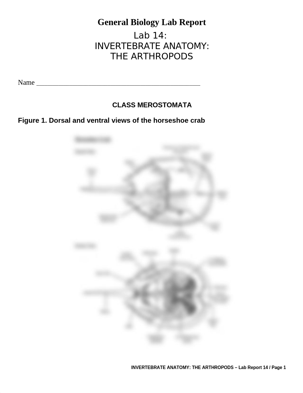 OnLab 14 - Invertebrate Anatomy Lab Report Assignment.doc_dyjl51rq8gm_page1