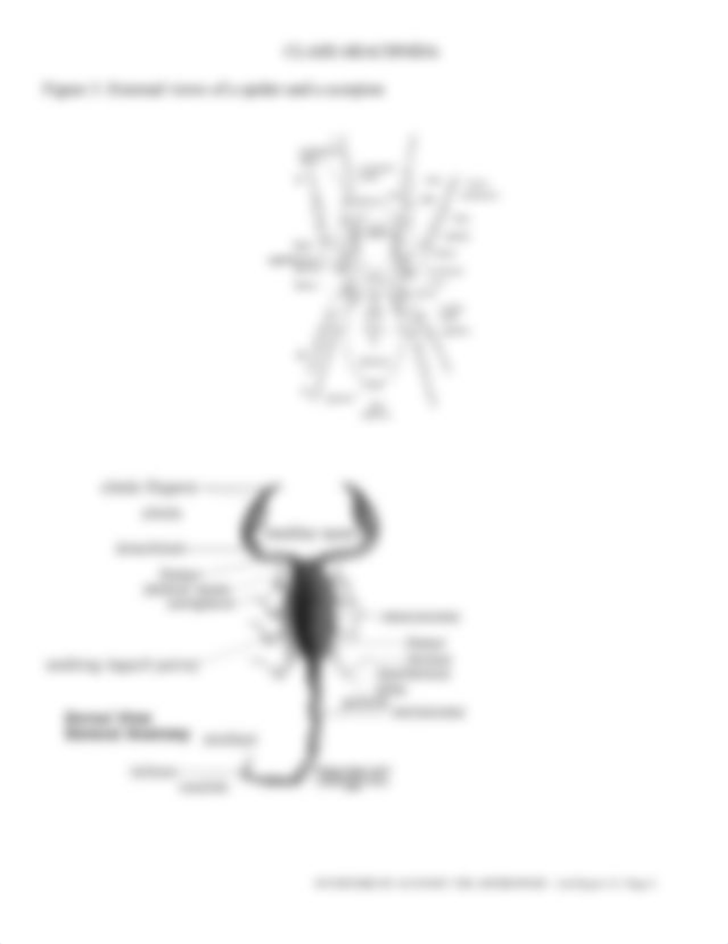 OnLab 14 - Invertebrate Anatomy Lab Report Assignment.doc_dyjl51rq8gm_page4