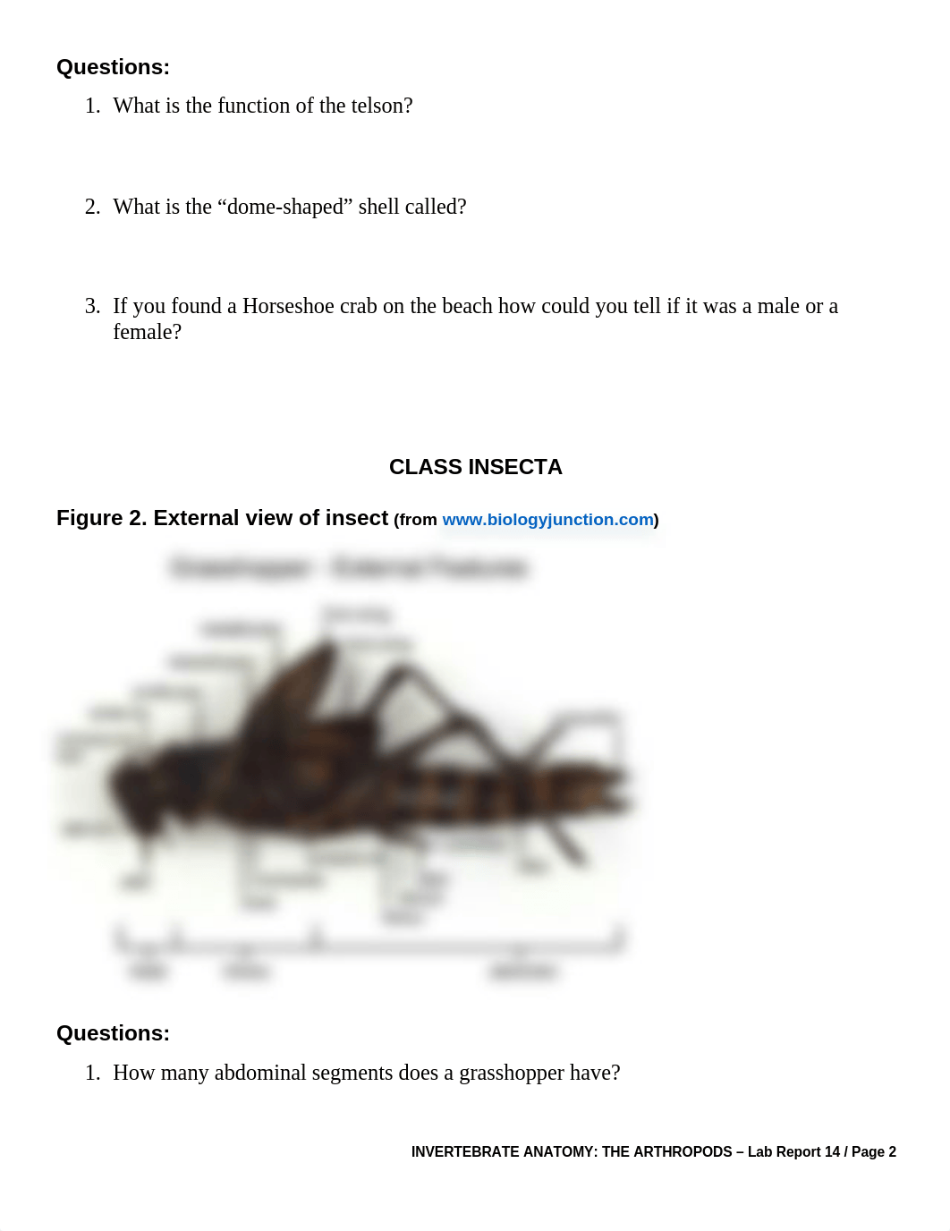 OnLab 14 - Invertebrate Anatomy Lab Report Assignment.doc_dyjl51rq8gm_page2