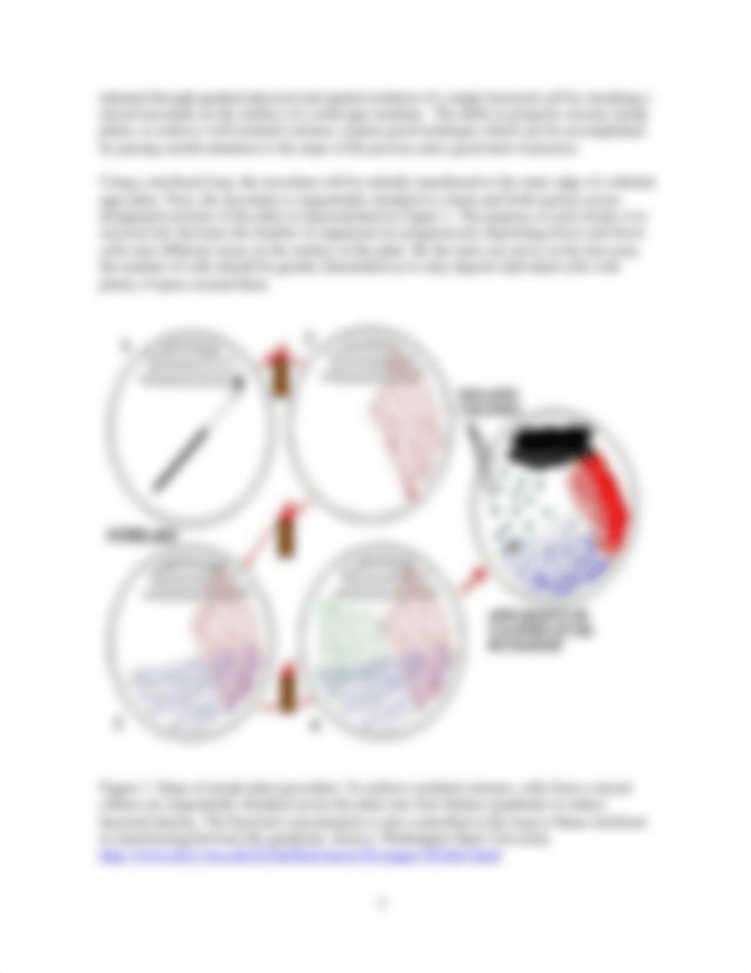 PRE LAB ASSIGNMENT 4 - Fermentation & Bacterial Isolation.docx_dyk2w5mvvy1_page3