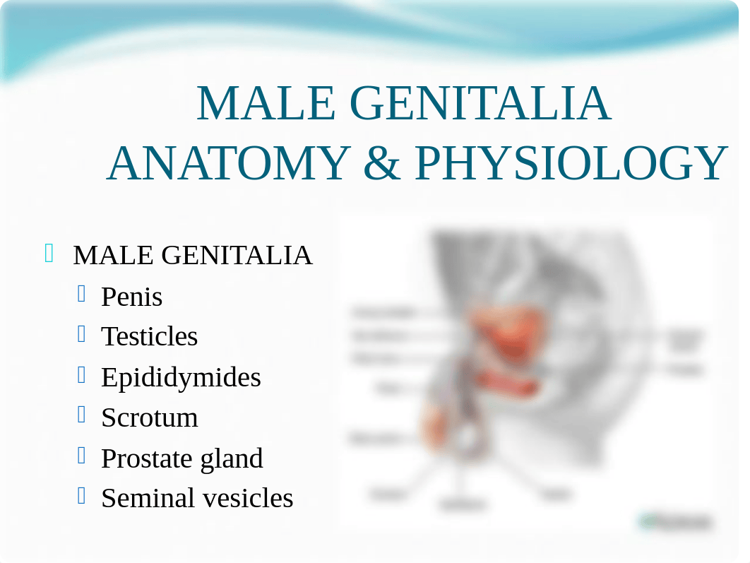 HA male genitalia and anus, rectum, prostate REV Summer 2018.pptx_dykmuab4yp0_page2