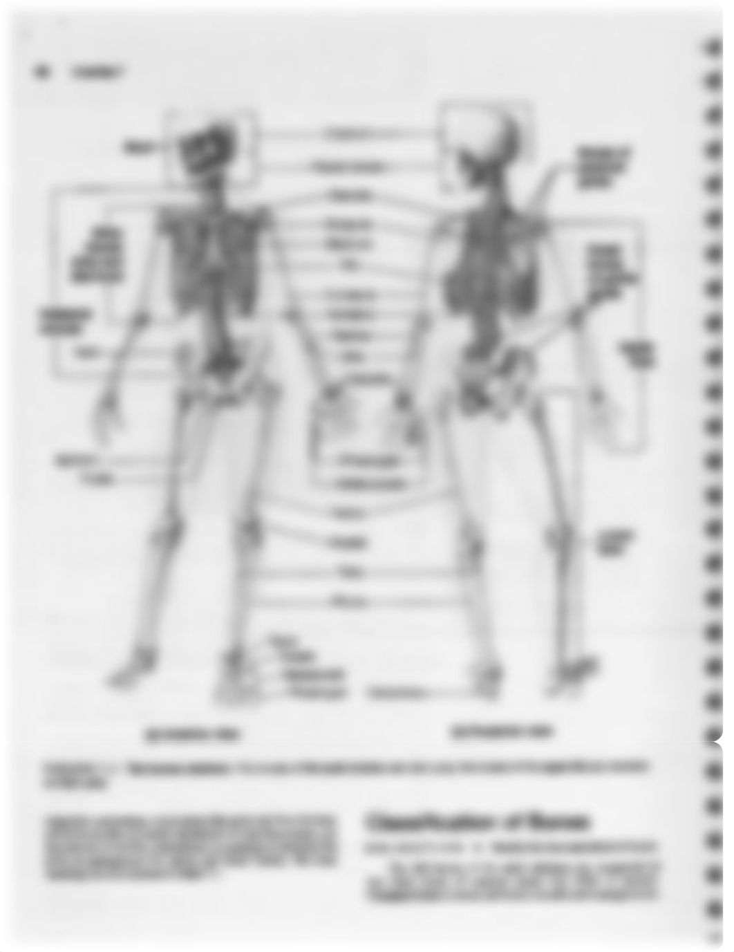 Overview of Skeleton Ex 7.pdf_dyl0ltsezbm_page2