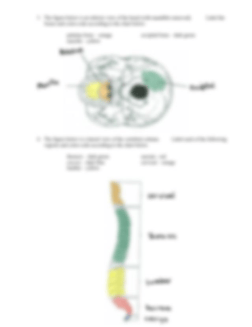 Bones+Worksheet.pdf_dylzl68mgxt_page2