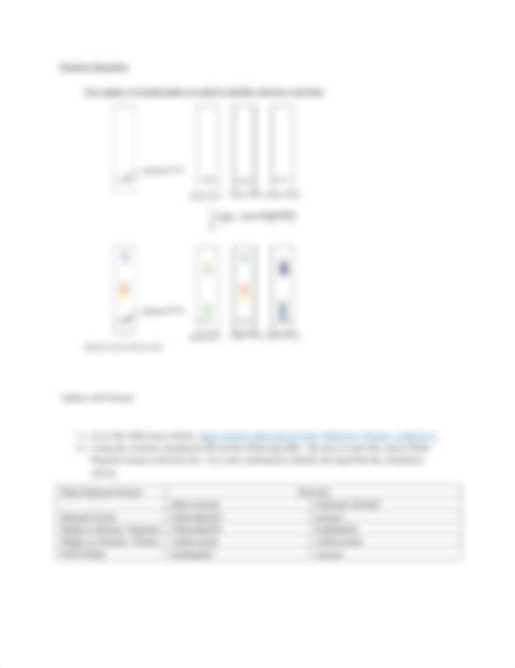 Mr. Julian's Paper Chromatography Lab.docx_dymk334t49u_page2