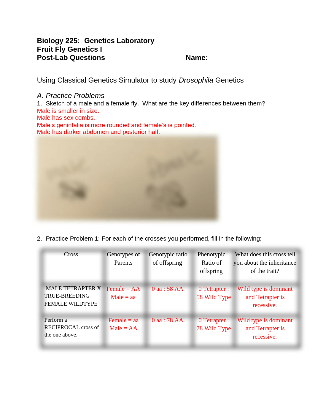 Fruit Fly Genetics I Post-Lab.pdf_dymt4kjpvsm_page1