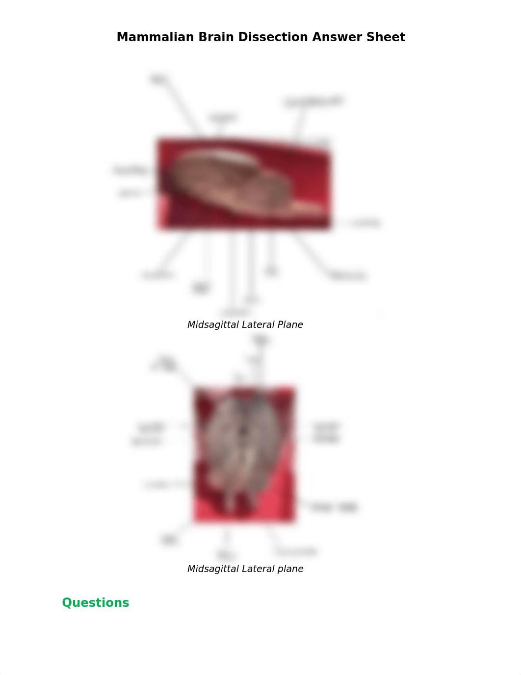 Mammalian_Brain_Dissection_Answer_sheet.docx_dyn6l6hbqdb_page3