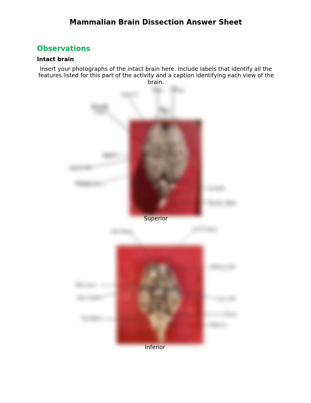 Mammalian_Brain_Dissection_Answer_sheet.docx_dyn6l6hbqdb_page1