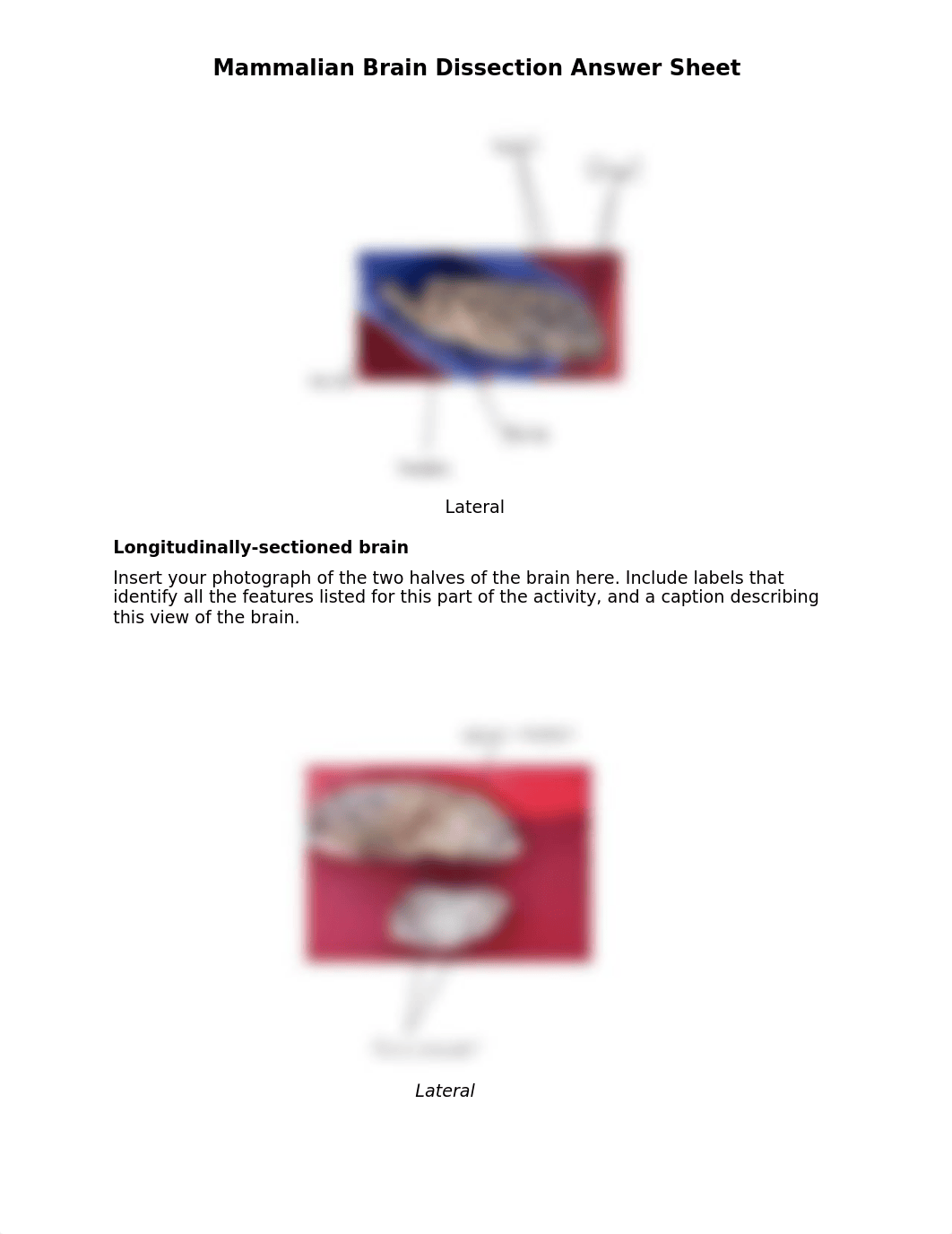 Mammalian_Brain_Dissection_Answer_sheet.docx_dyn6l6hbqdb_page2