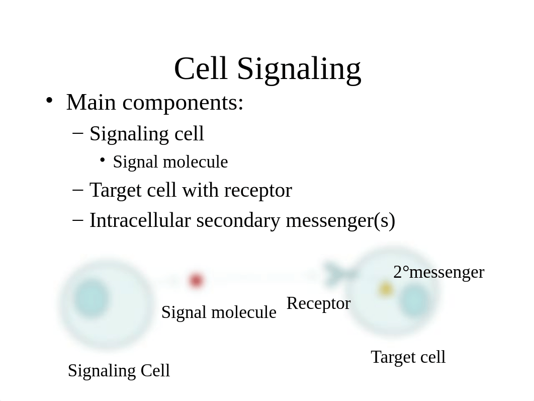 BIO 205 Chapter 15_dyncs18js8c_page2