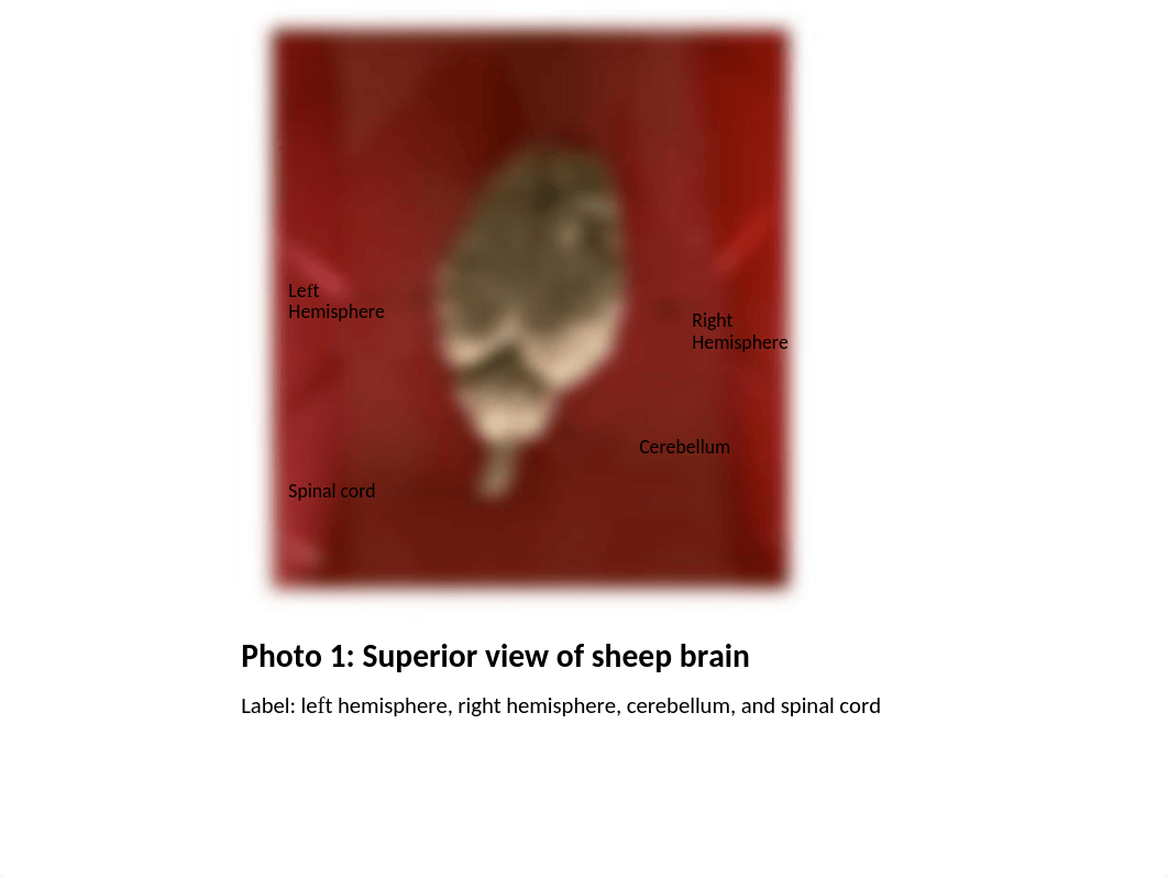 Sheep Brain dissection-Sydney Estes.pptx_dynqnt5es6g_page2