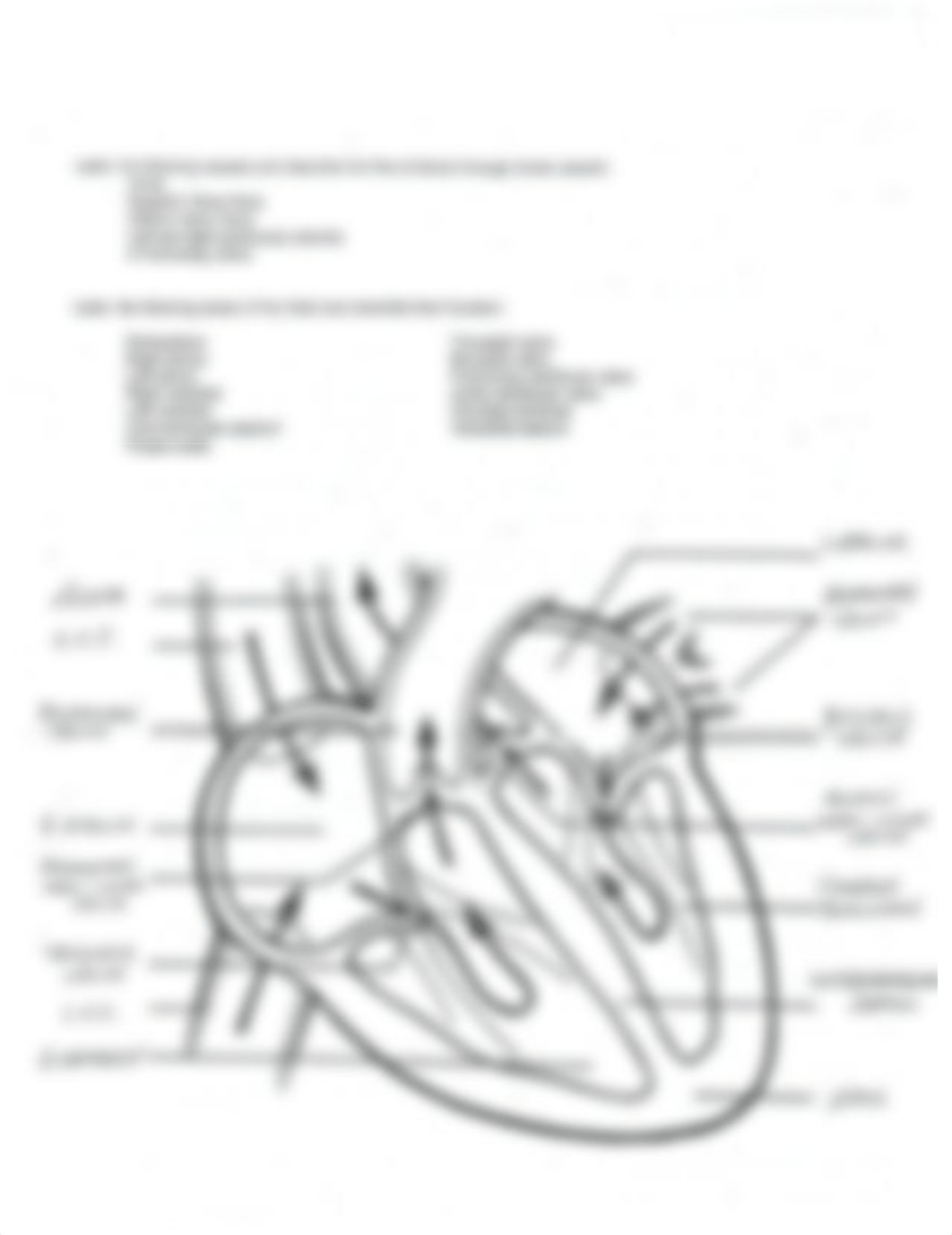 Heart Worksheet AnsKey_dyoefrqjf1v_page2