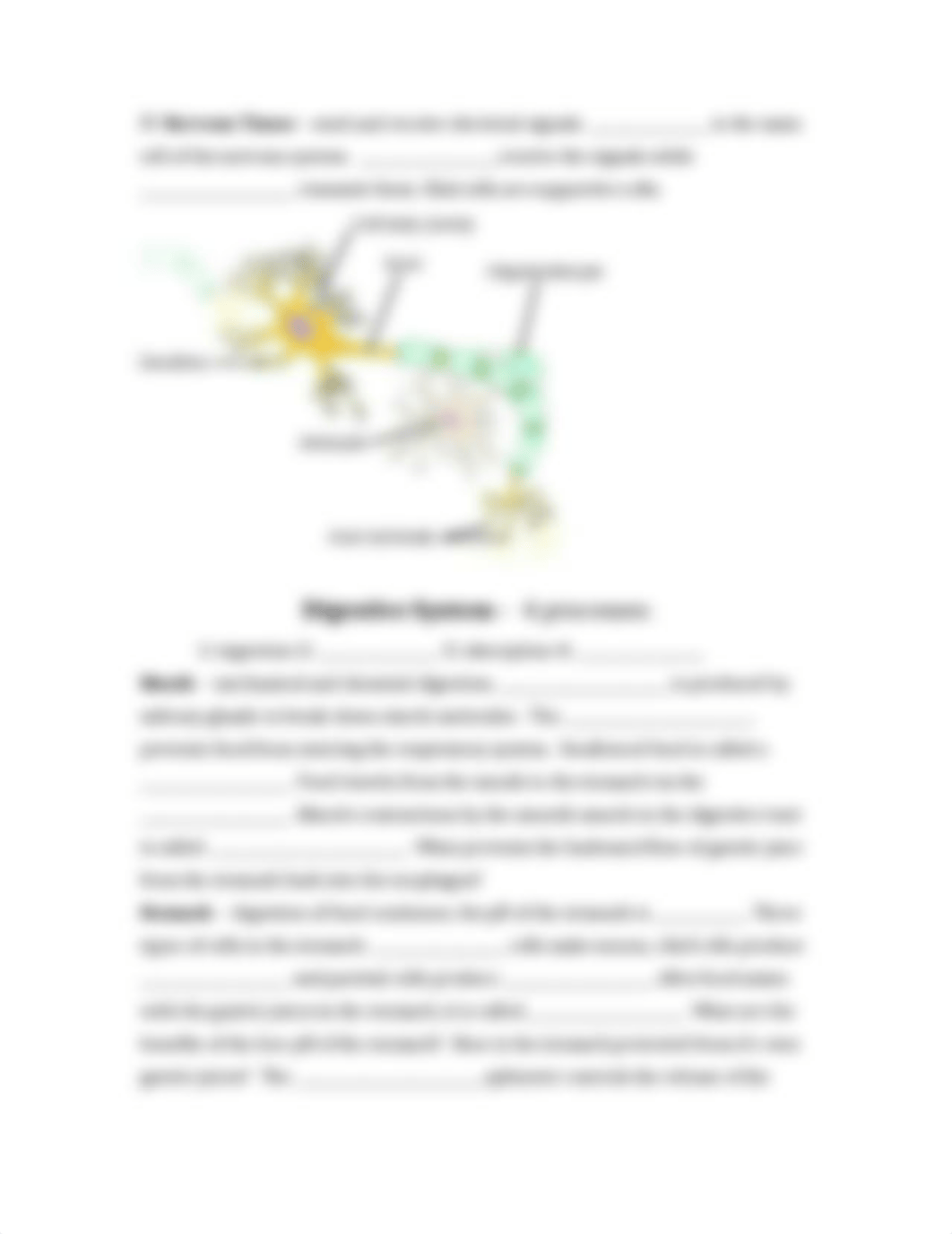 Animal Tissues and Digestive System Study Guide.docx_dyofr29s8fv_page3