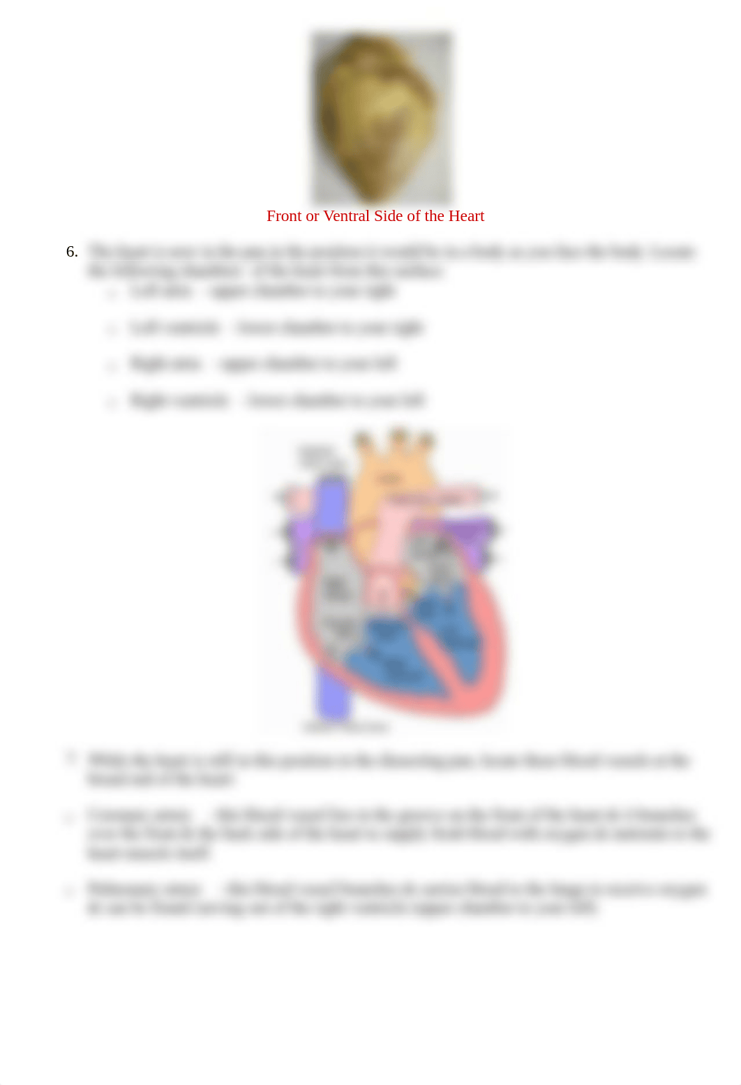 Sheep_heart_dissection.doc_dyq2q426afs_page2