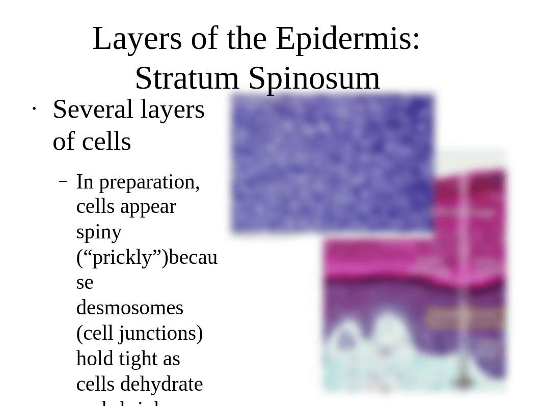 BIO 217 Lab 3 Skin (2)_dyqyieisw9y_page5