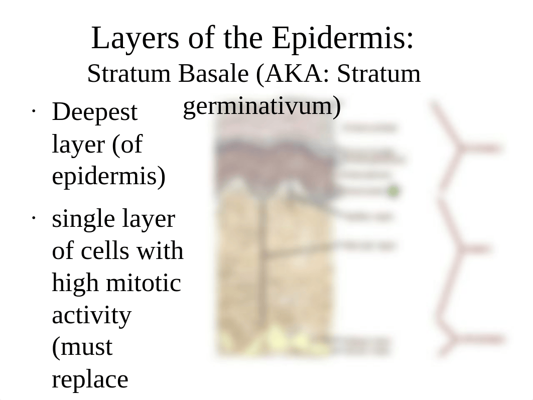 BIO 217 Lab 3 Skin (2)_dyqyieisw9y_page4