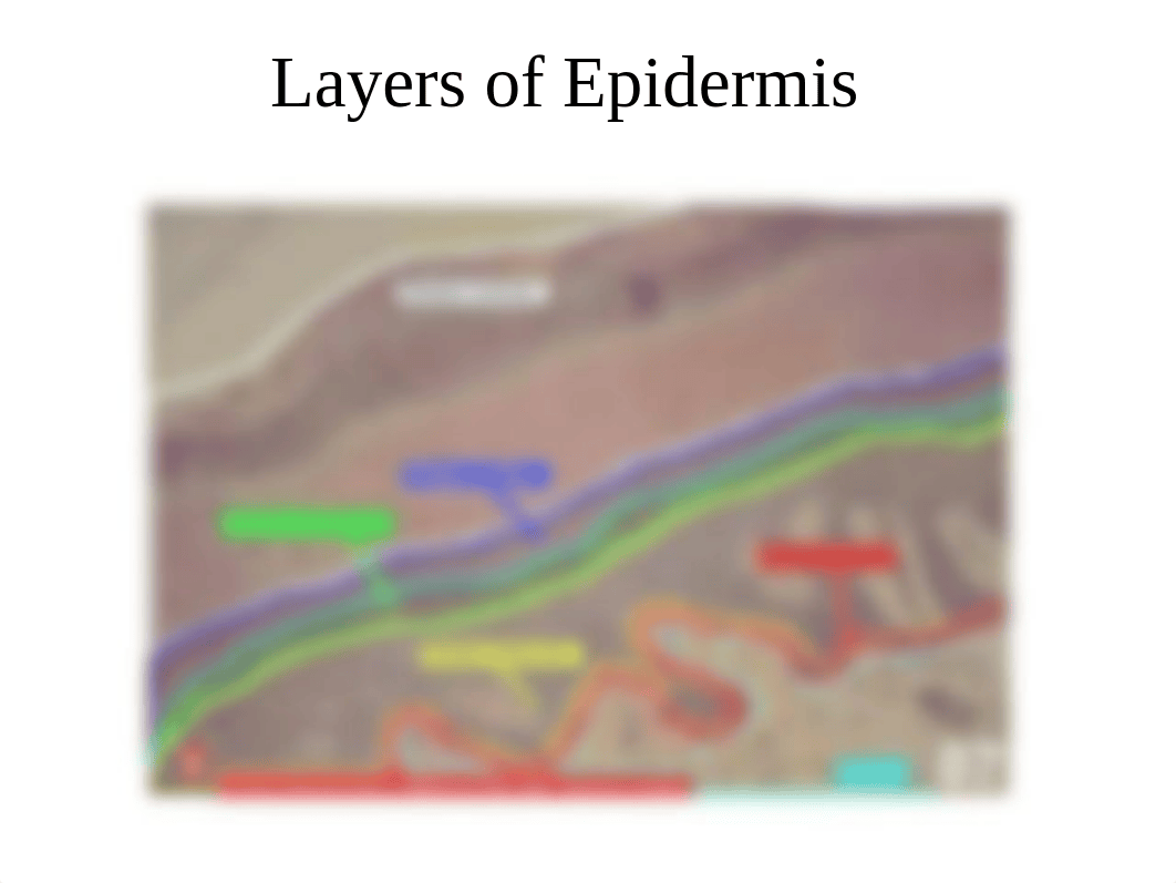 BIO 217 Lab 3 Skin (2)_dyqyieisw9y_page3