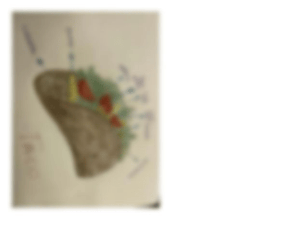 Copy of Taco Protein Synthesis Activity.pdf_dyr3f2tycmd_page4