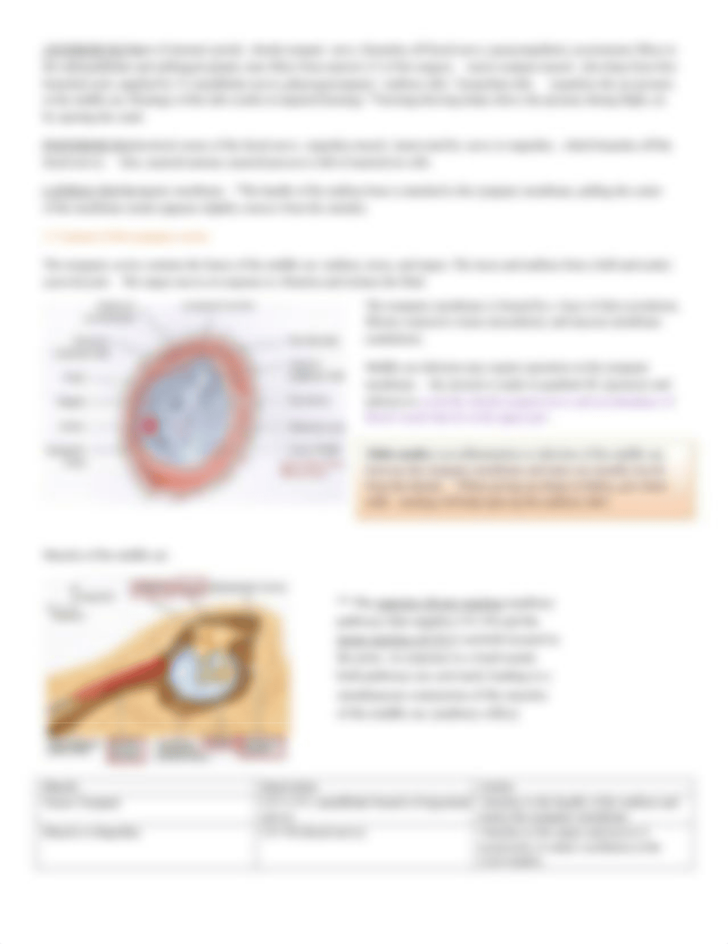 Anatomy of the Ear.pdf_dyr5rff3u24_page2