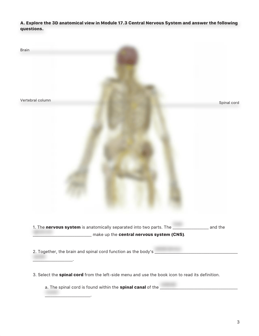 A&P1 Spinal Cord & Spinal Nerves.pdf_dyrmlztn8d6_page3