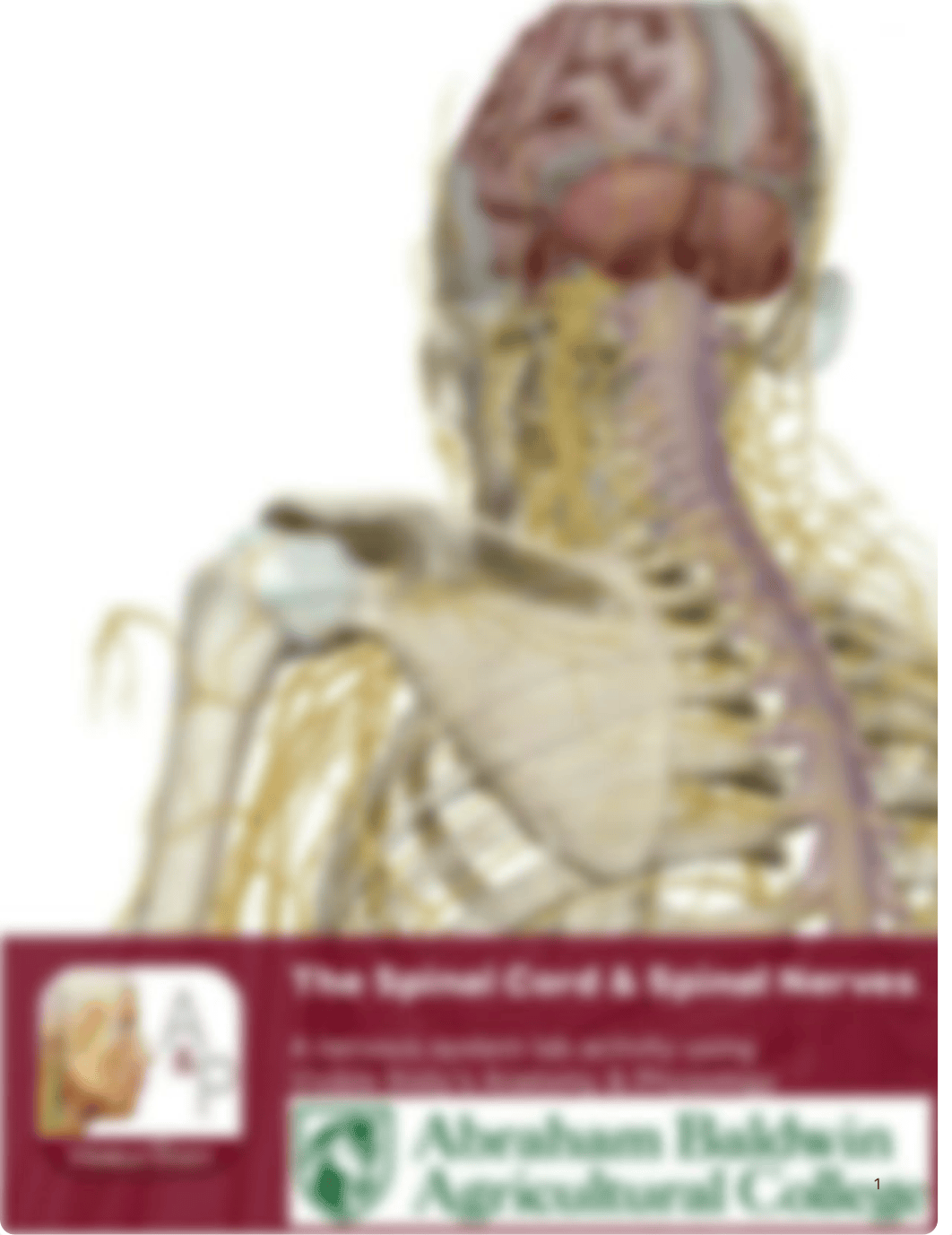 A&P1 Spinal Cord & Spinal Nerves.pdf_dyrmlztn8d6_page1