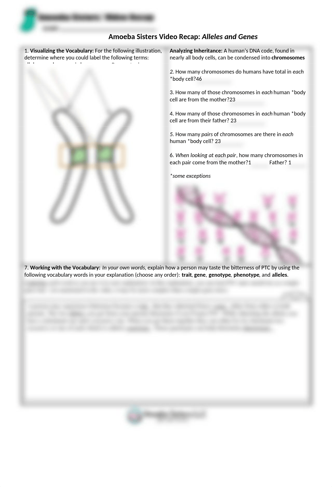 video_recap_of_alleles_and_genes_by_amoeba_sisters (1).docx_dysqduf0mzy_page1