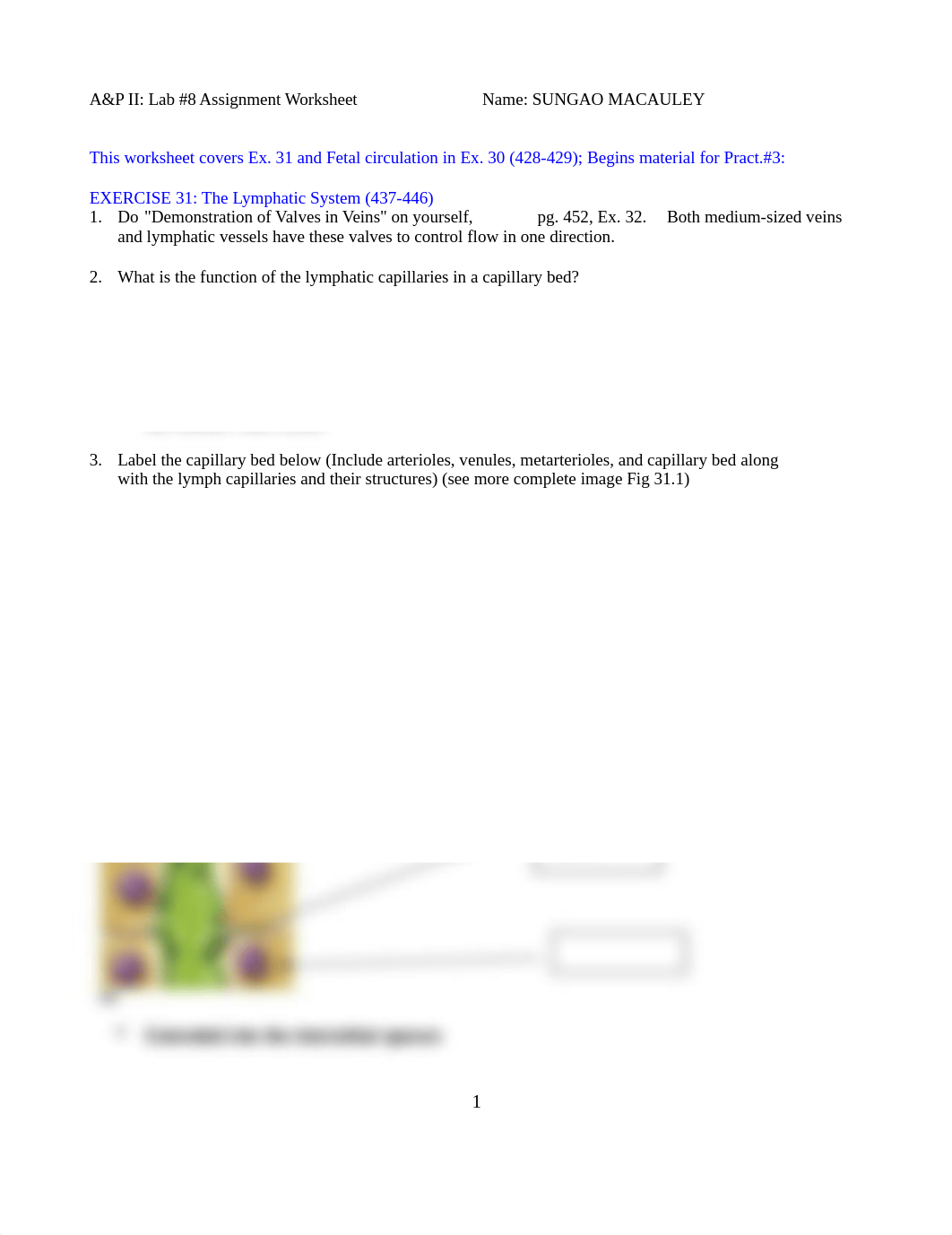 A_P II lab8 worksheet Ex. 31 Bal Ex 30 lymph _ fetal struct 8ed (1).doc_dytgxxt3v3u_page1