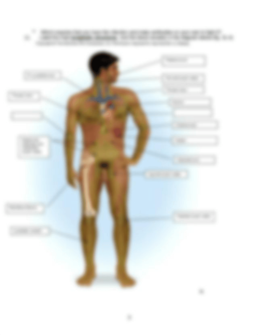 A_P II lab8 worksheet Ex. 31 Bal Ex 30 lymph _ fetal struct 8ed (1).doc_dytgxxt3v3u_page3