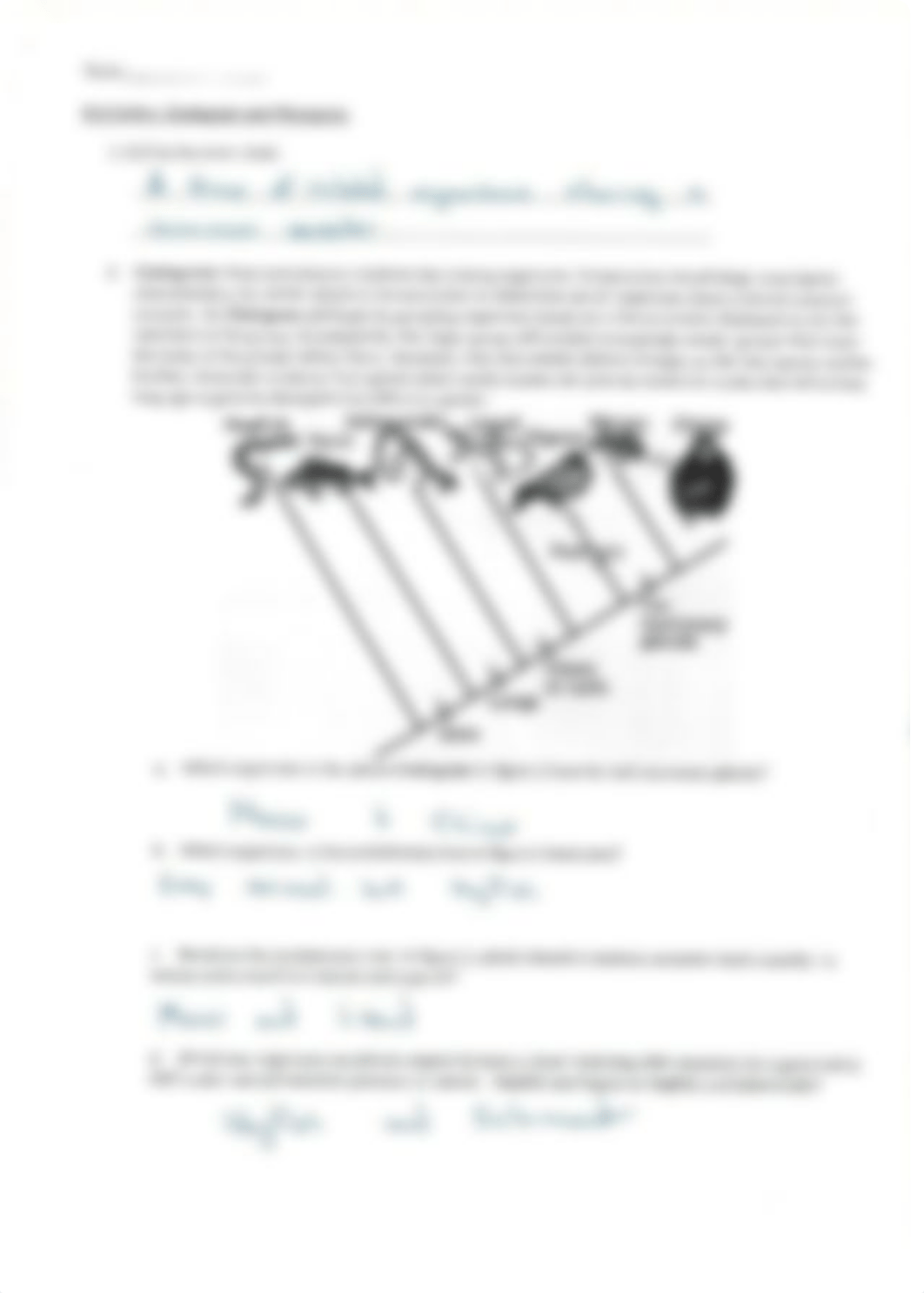 KEY Cladogram practice questions (2).pdf_dytv7pt5yu7_page1