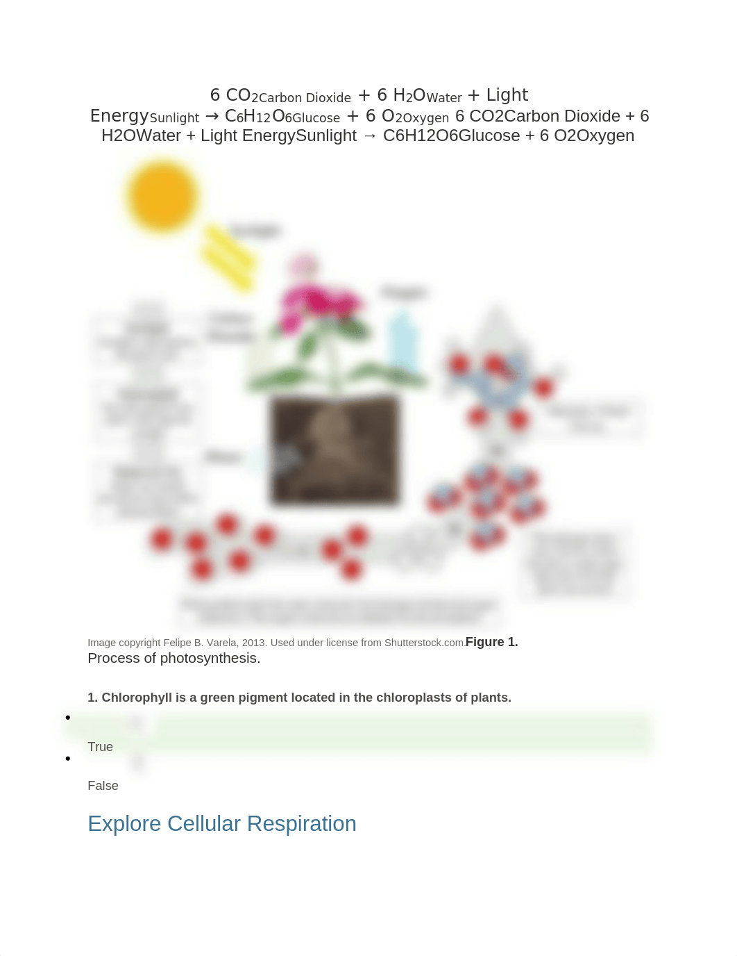 Cell respiration lab.docx_dyty5memrx0_page2