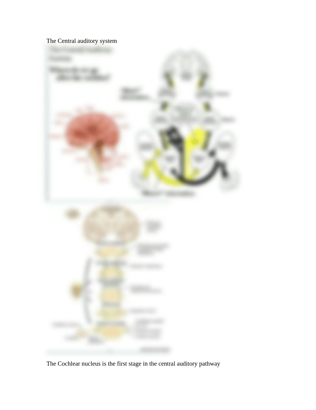 The Central auditory system_dyu83ywmlch_page1