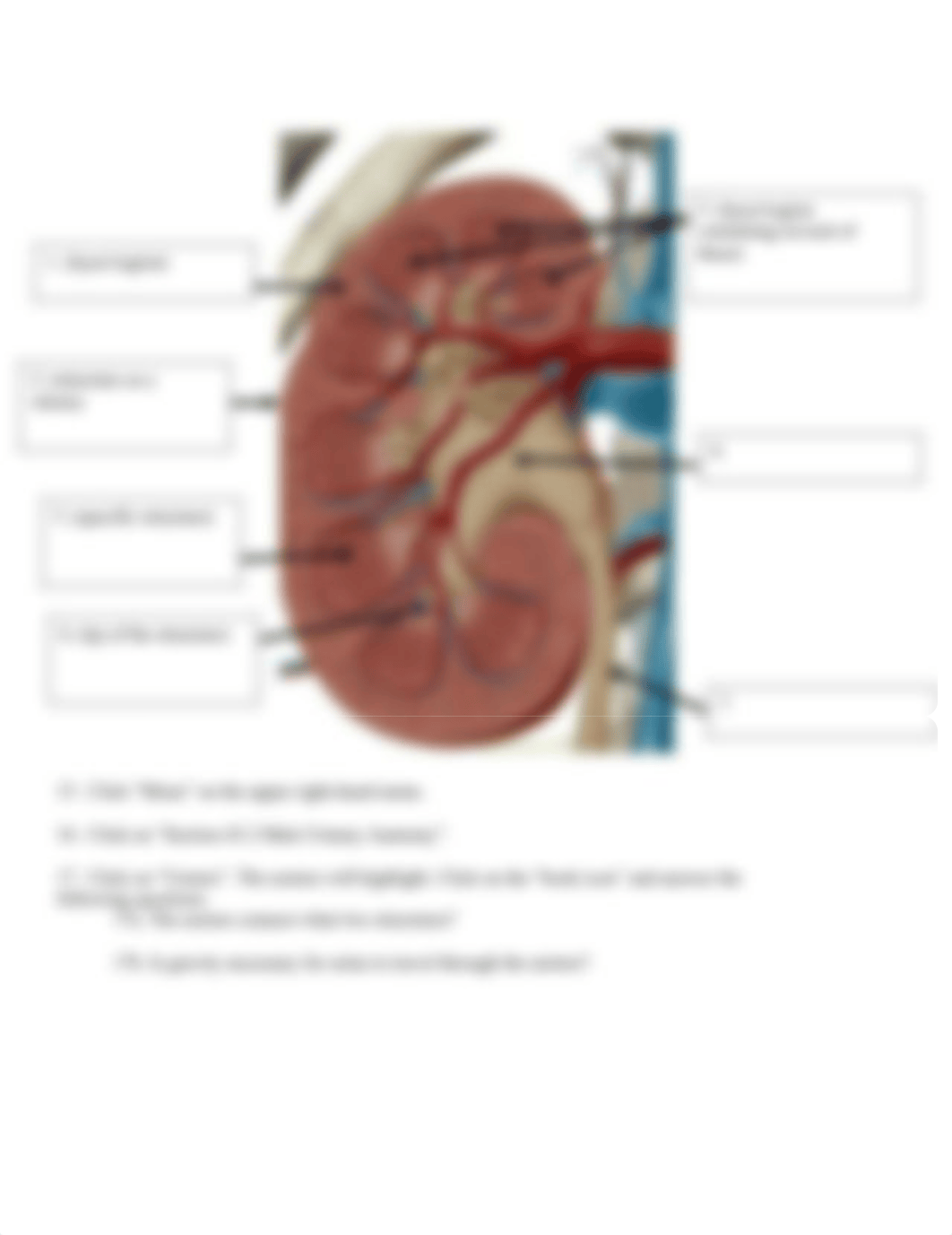 BIO 211 Lab 9 Urinary Anatomy SU2021.docx_dyuen5r6h2d_page4