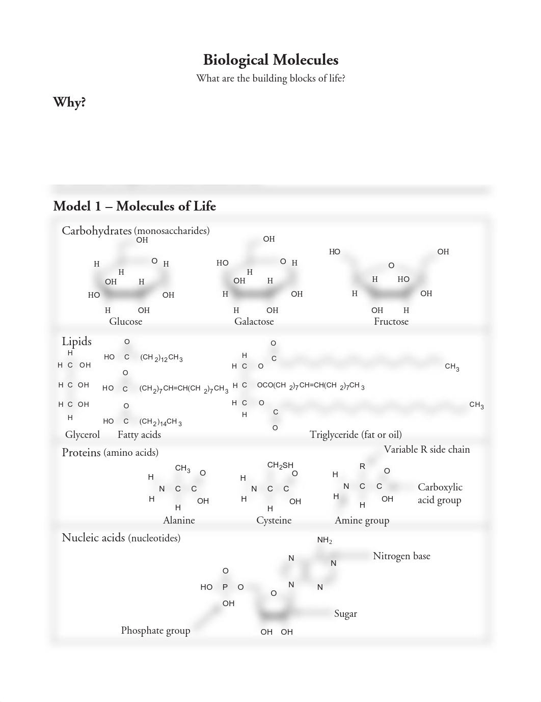 6_Biological_Molecules-S_dyuhgftyz3i_page1