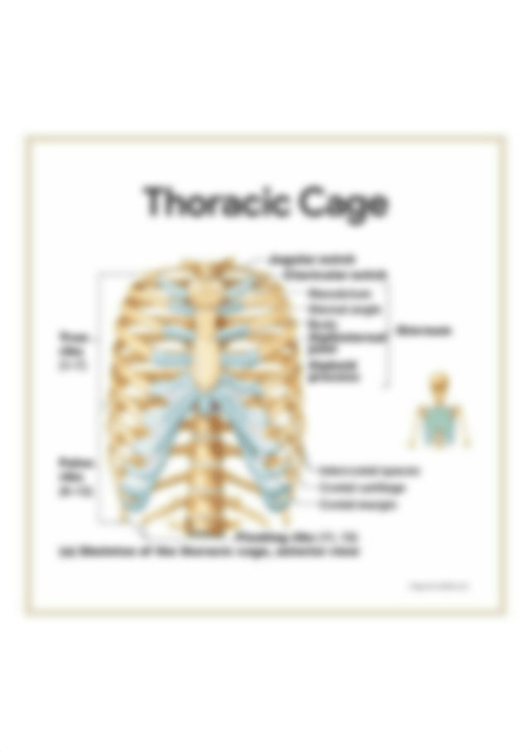 sternum.jpg_dyuqq01jxlf_page1