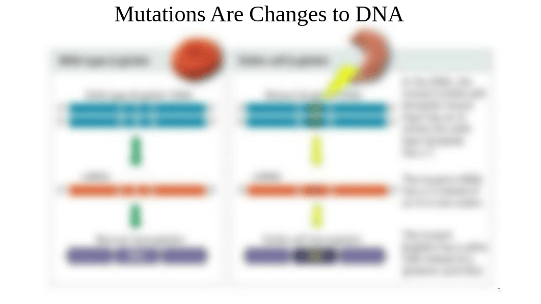 DNA and RNA Recorded Cohort Part 2 Slides.pdf_dyuuf6f0ixn_page5