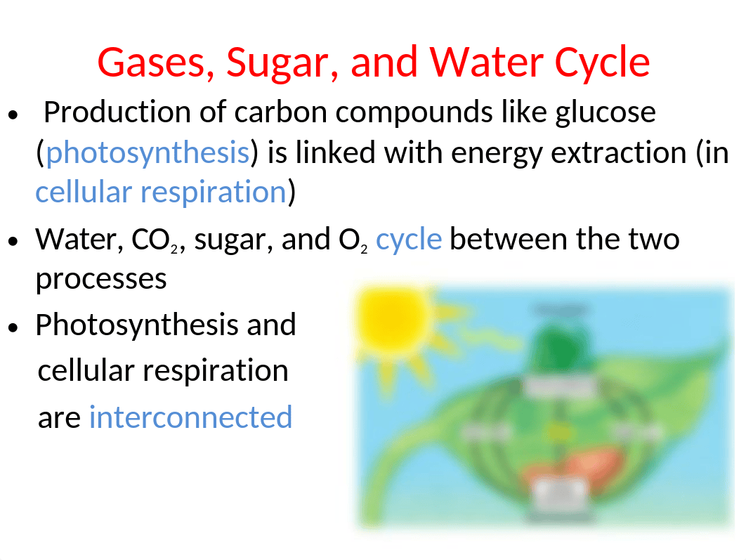 chapter 7 Capturing Solar Energy - Photosynthesis.pptx_dyvg87chinh_page4