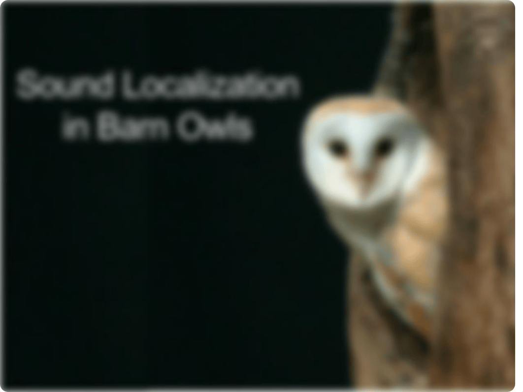 Sound Localization in Barn Owls - Student Presentation - Assignment_dyvooa2rrlx_page1