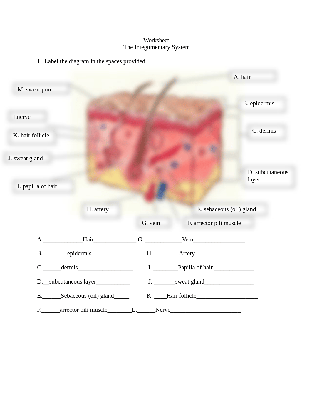 Nataley- Itegumentary worksheet copy.doc_dyw9tef61um_page1