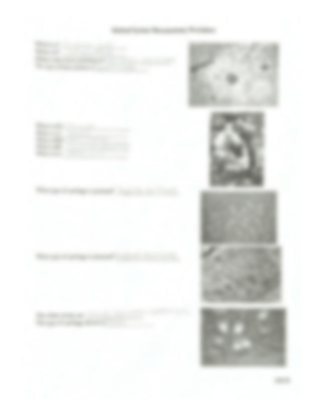 Skeletal System Microanatomy Worksheet.pdf_dywg8un3yf2_page1