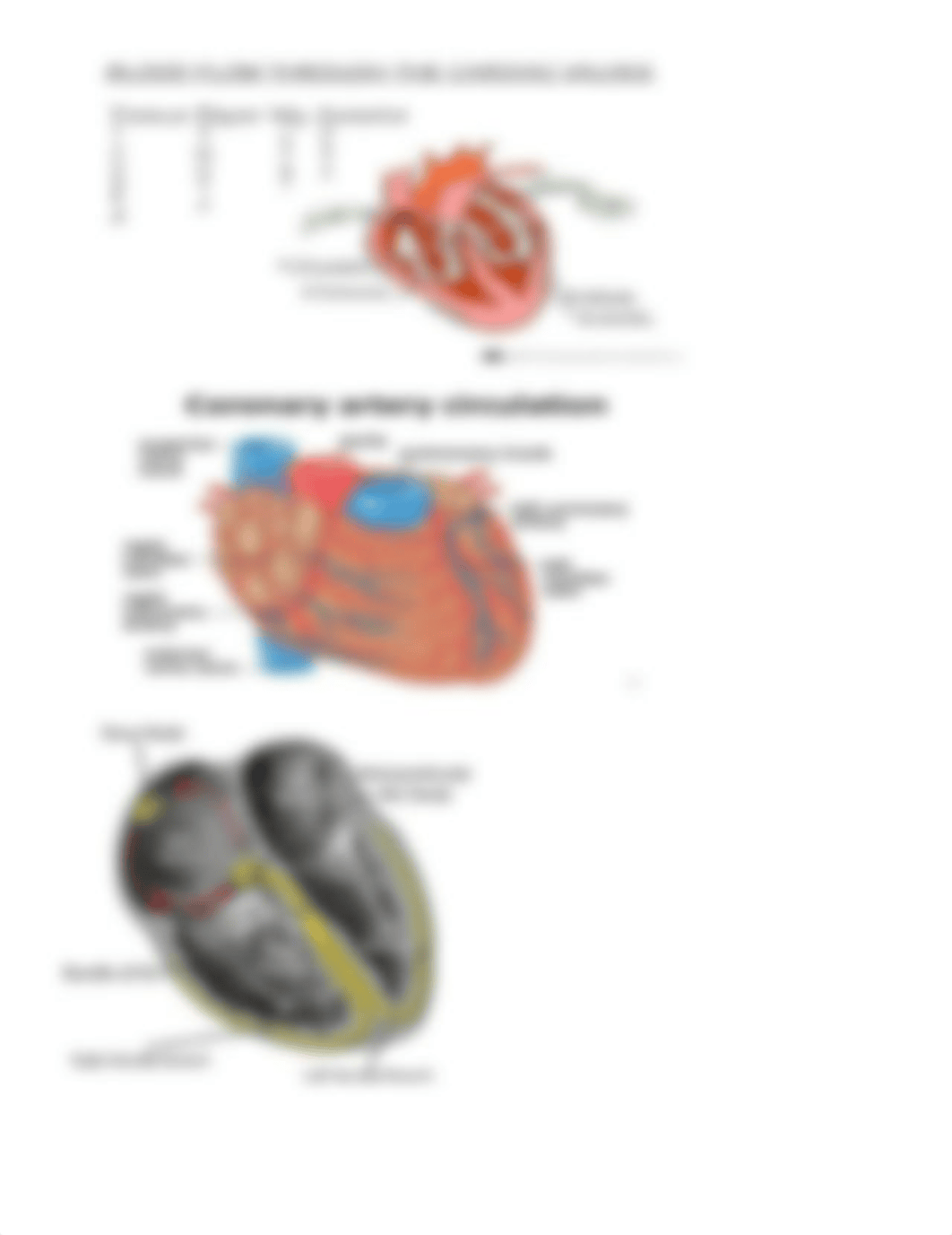 Cardiac-Notes.docx_dywq5p4uabe_page1