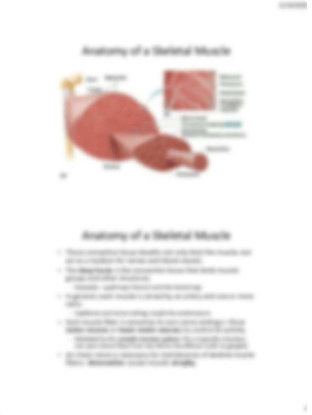 8.  Muscle Tissue and Physiology.pdf_dywxckfg506_page4