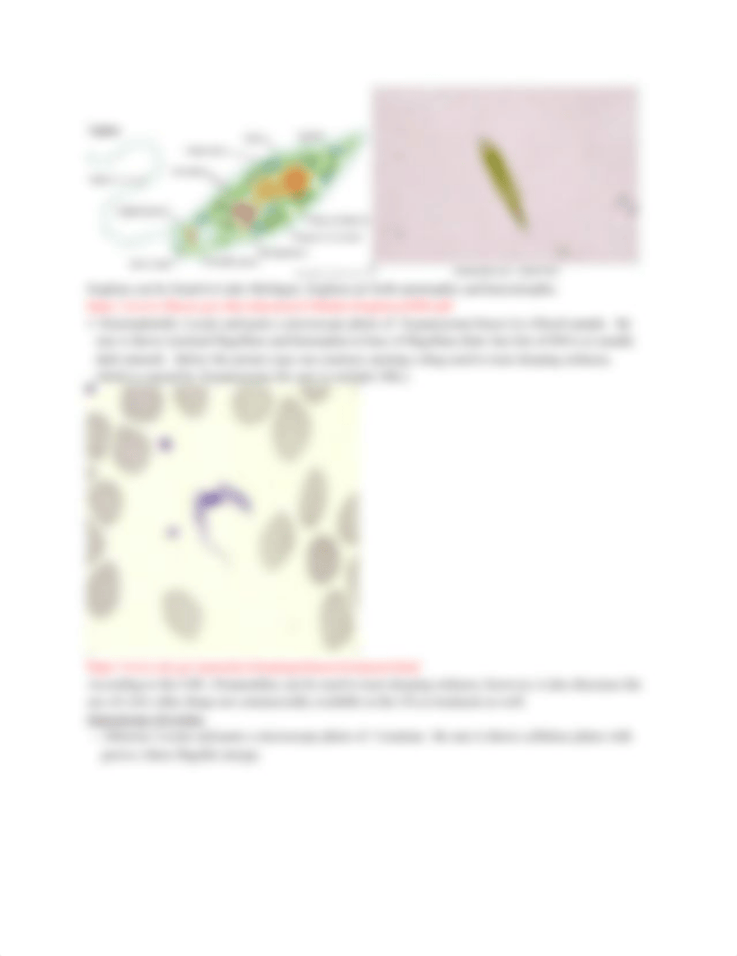 Bio 102 protist lab.docx_dyx8edcswcw_page2