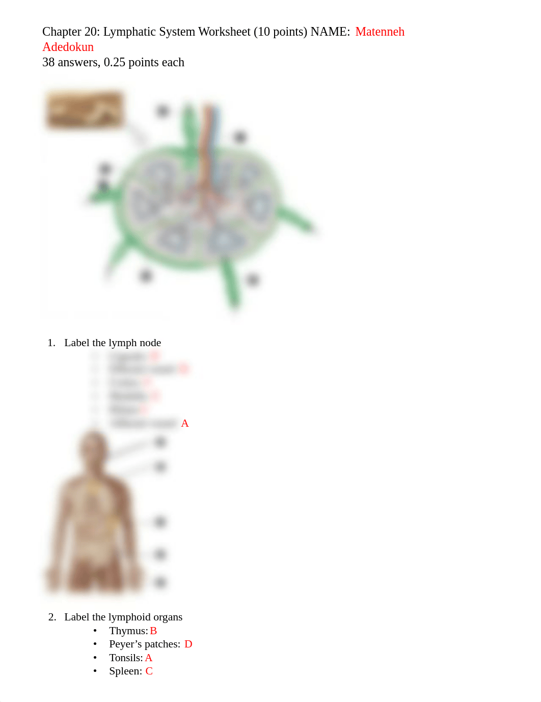 Ch20. Lymphatic System Worksheet.docx_dyxbko46xpm_page1