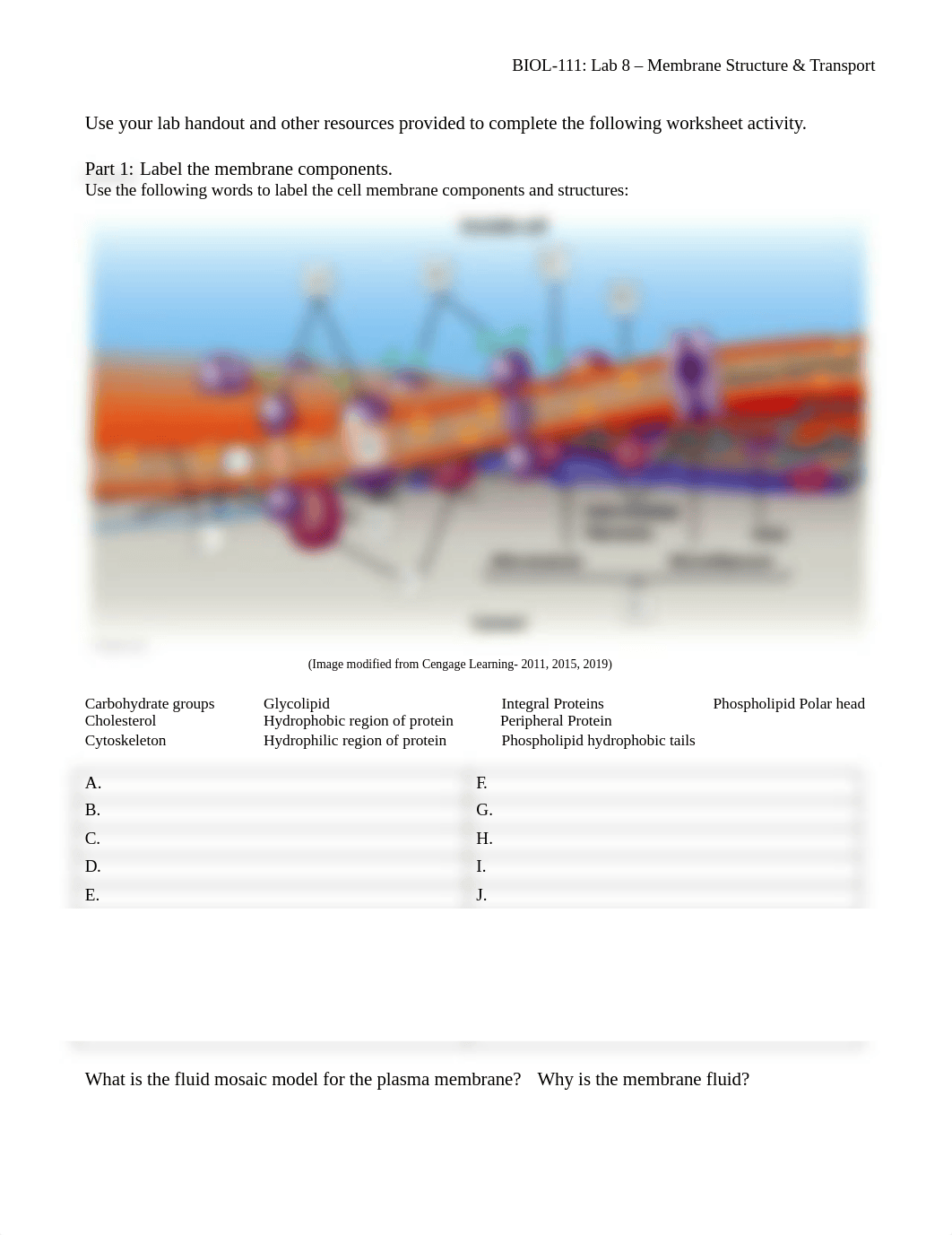 BIOL-111_MEMBRANE STRUCTURE & TRANSPORT WORKSHEET.docx_dyxhq7ku0vt_page1