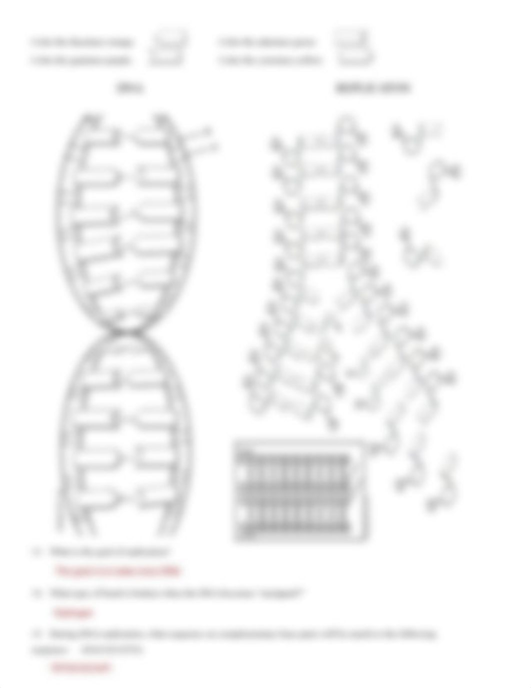 Kami Export - Shreya Kasireddy - DNA replication sheet (1) (1).pdf_dyydsn6wvma_page2