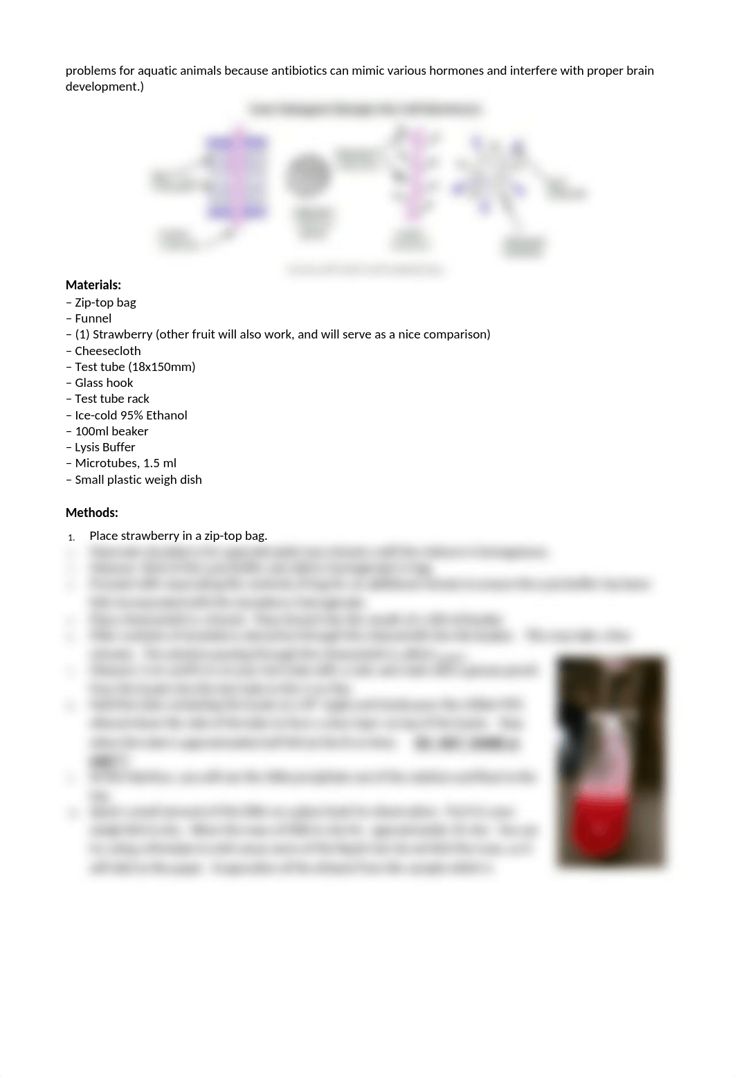 DNA Extraction Lab_dyyo1we7md2_page2