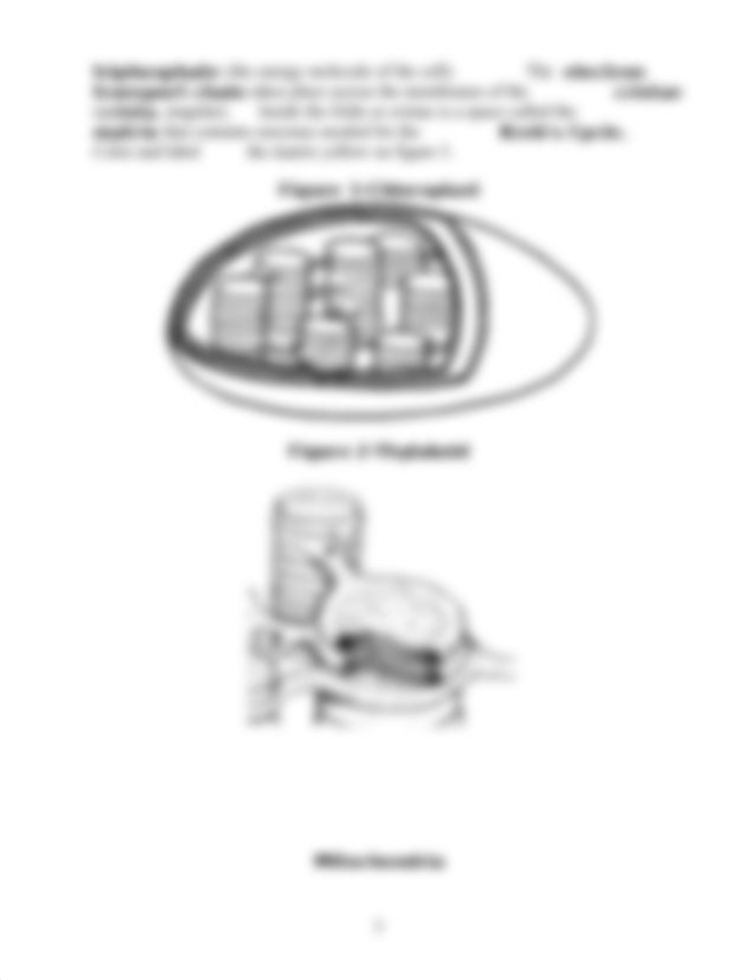 Copy of Copy of Chloroplasts and Mitochondria Coloring Sheets_study guide.doc_dyyq530zphs_page2