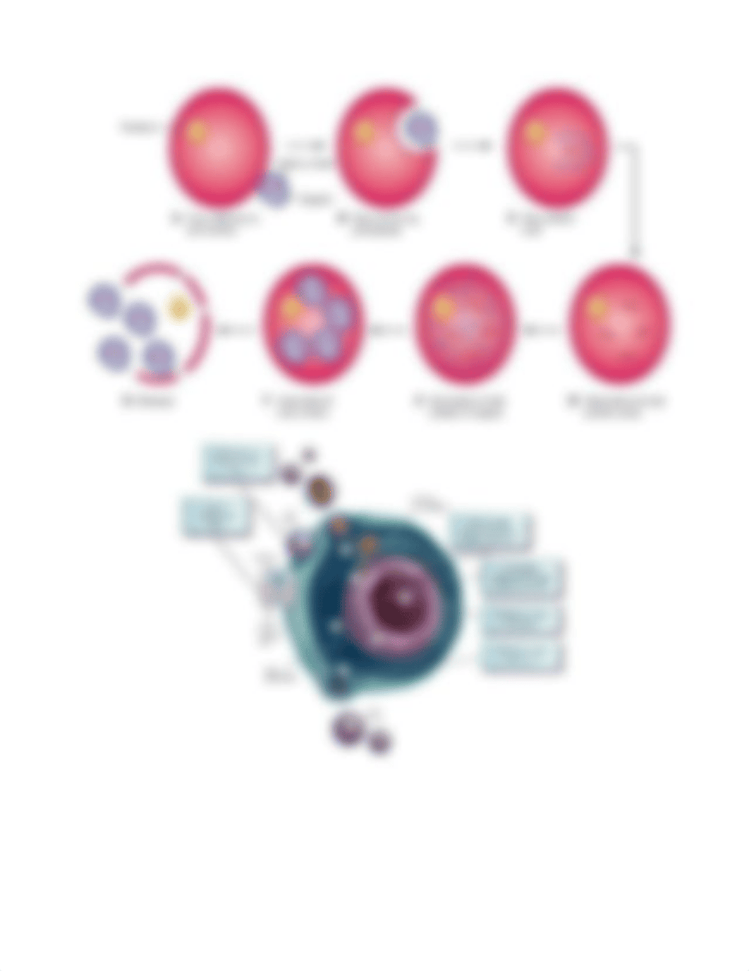 Chapter 10 (Antiviral) Drugs Chart.docx_dyyzq55je5u_page2