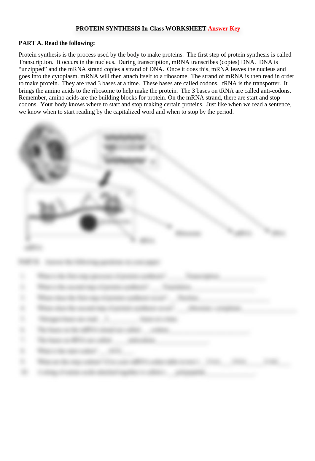 Protein Synthesis In-Class Worksheet Answe.doc_dyzx47ldkxq_page1