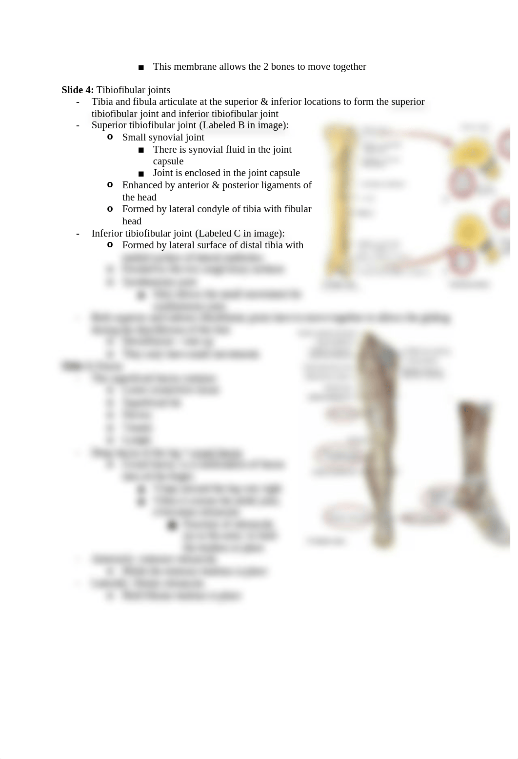 2018-2019 Anat Lecture 8 - Leg, Ankle, Foot.docx_dz00lznrs4s_page3