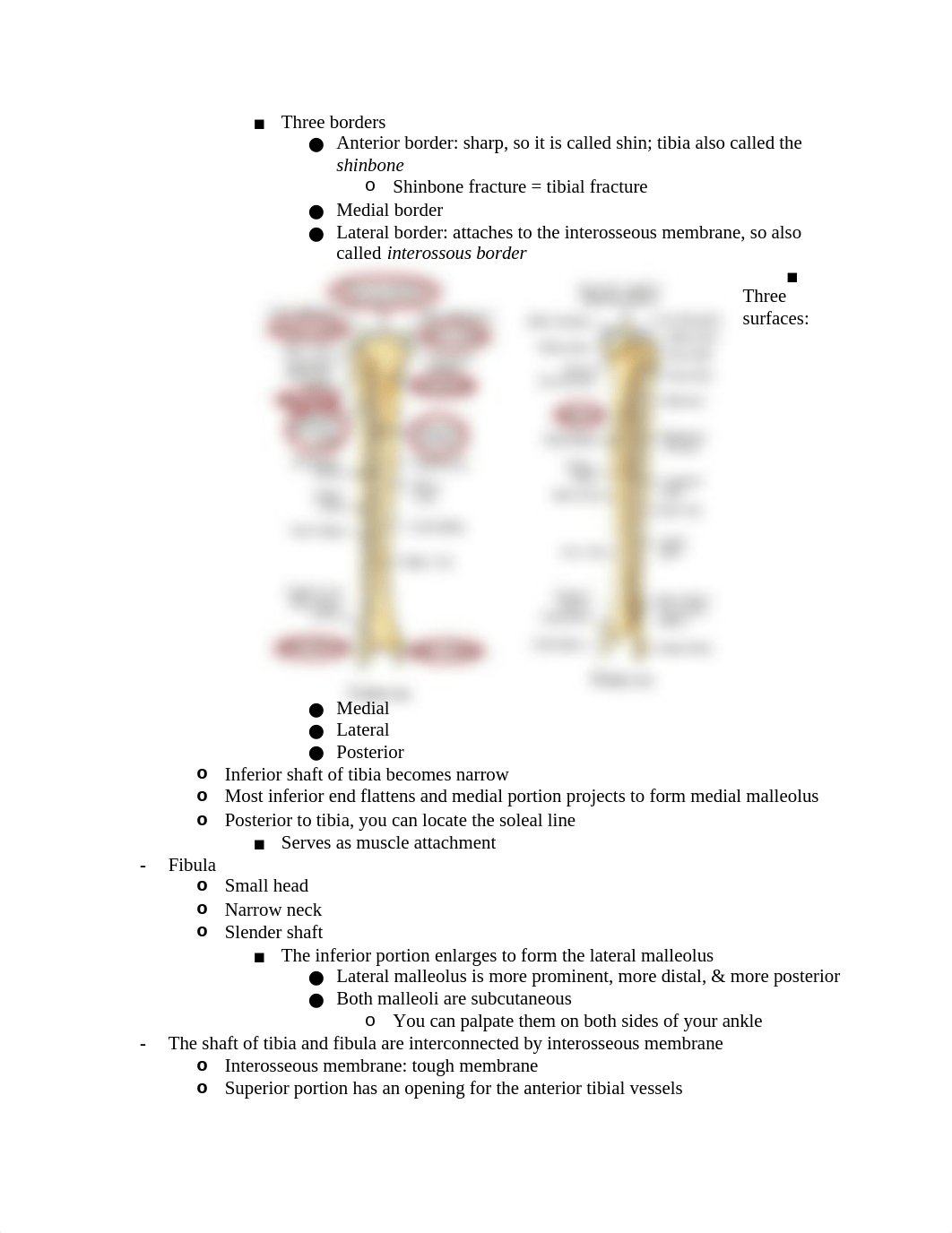 2018-2019 Anat Lecture 8 - Leg, Ankle, Foot.docx_dz00lznrs4s_page2